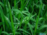 Droplets_on_Grass_by_jonathondeans.jpg