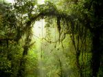Reserva Biológica Bosque Nuboso Monteverde (Monteverde Cloud Forest Preserve), Costa Rica