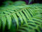Green ferns, Blue Mountains, New South Wales, Australia