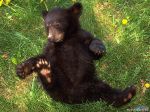 A Playful Black Bear Cub.jpg