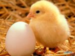 Egg_and_Chicken.jpg