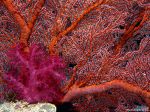 Gorgonian Sea Fan and Soft Coral.jpg