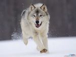 Gray Wolf Minnesota.jpg