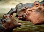 Hippopotamus Kiss.jpg