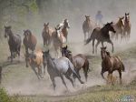 Horse Roundup Montana.jpg