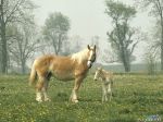 Mare and Foal.jpg