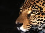 Night Stalker, Jaguar.jpg
