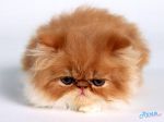Persian_Cat.jpg