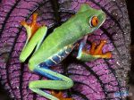 Red_-_Eyed_Tree_Frog,_Central_America.jpg