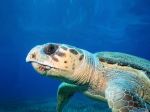 Sea_Turtles.jpg