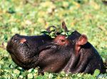 The Flirt, Hippopotamus.jpg