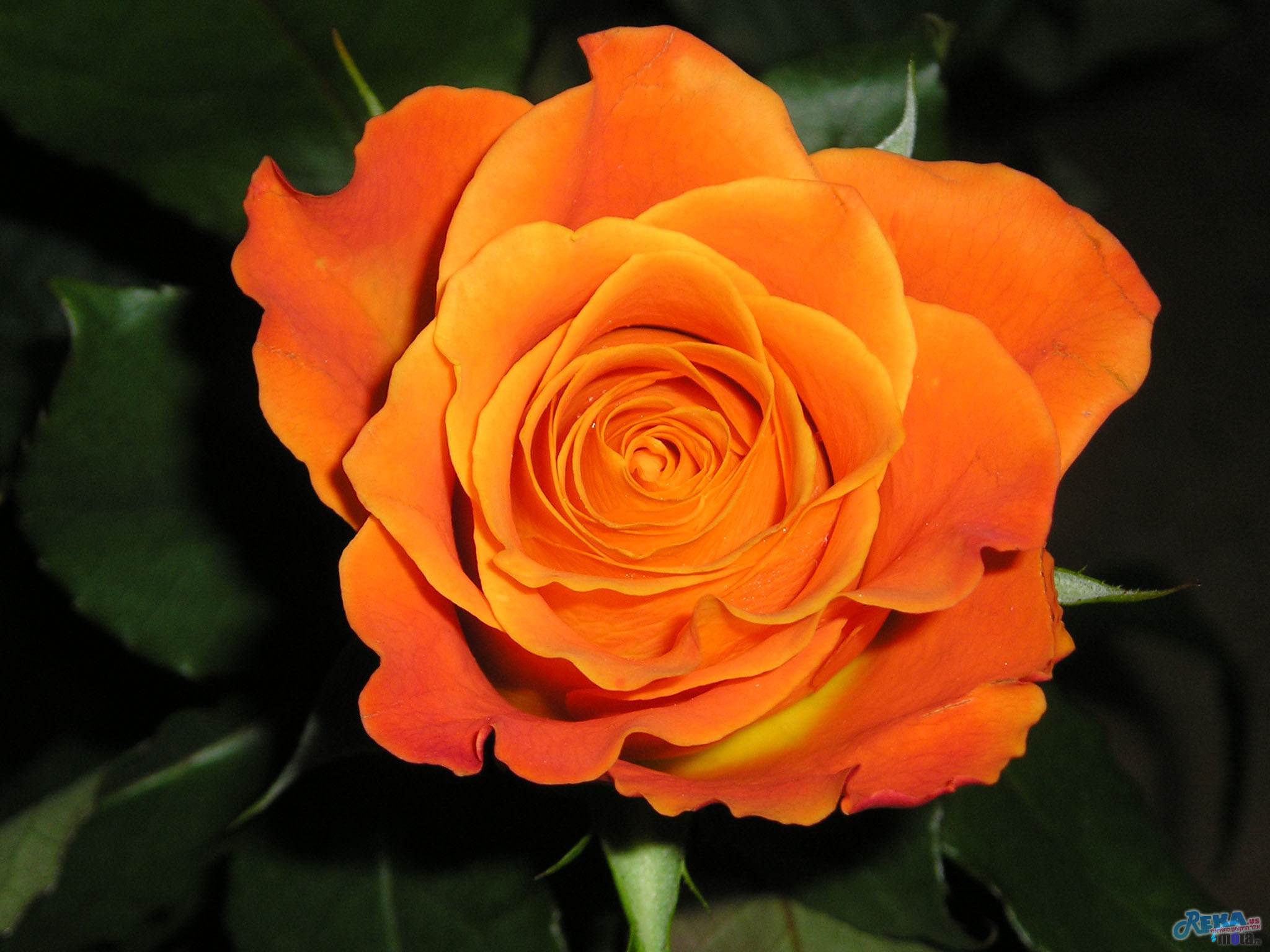 Orange rose