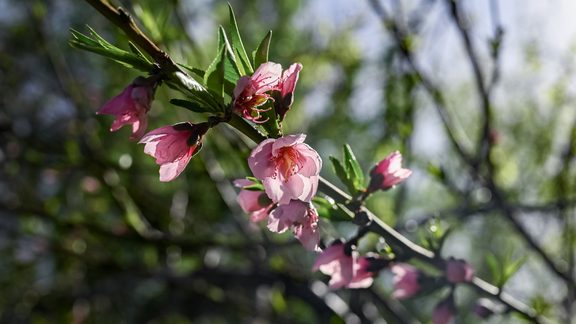 טפט 4K זר פרחים ססגוני ורענן בטבע #045