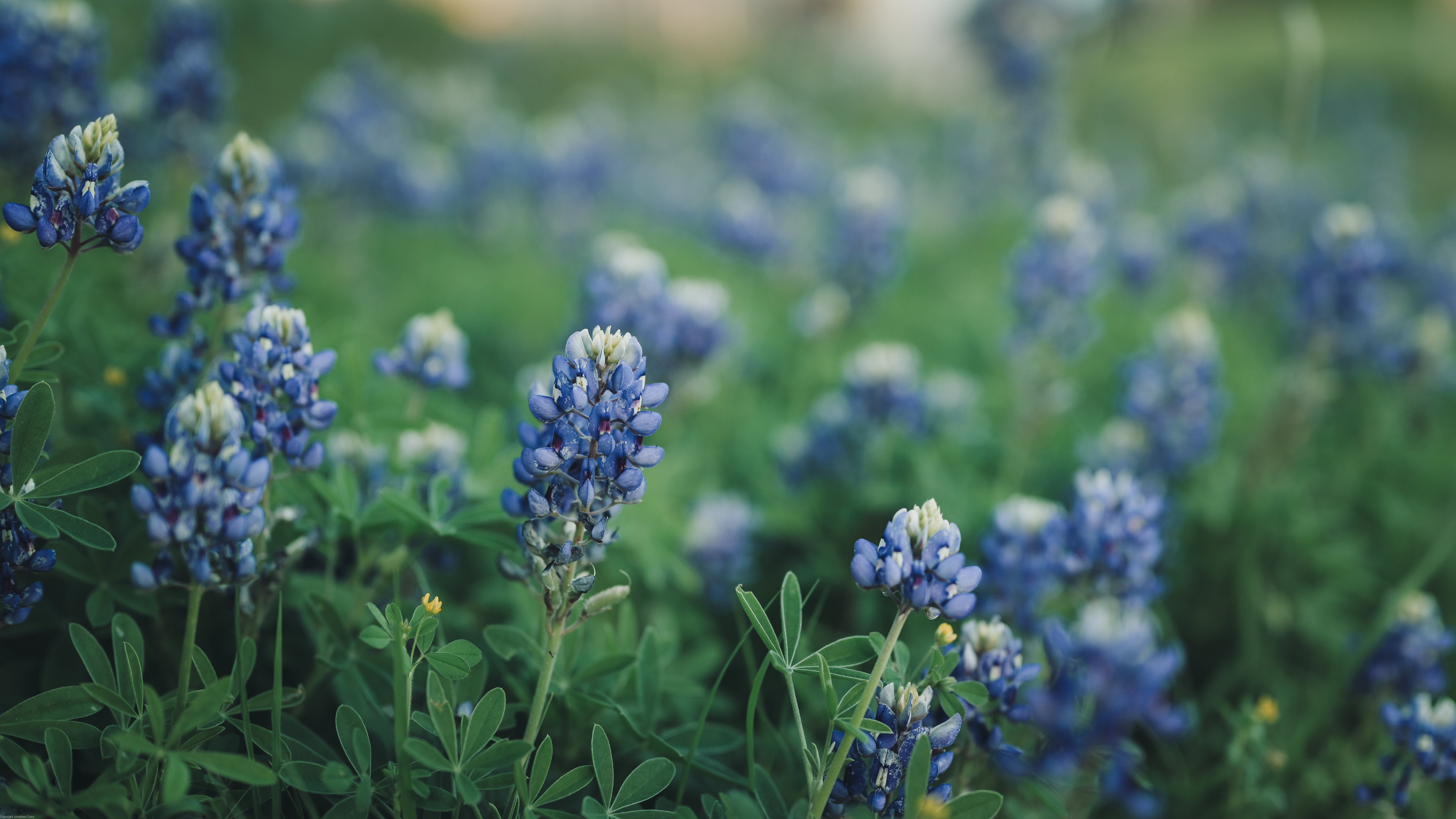 טפט 4K זר פרחים ססגוני ורענן בטבע #033