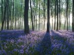 Dawn in bluebell woodland (Hyacinthoides non-scripta), Hampshire, England, U.K.