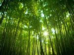 Asian Bamboo forest, Japan