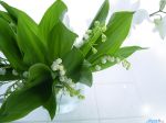 Lilies_of_the_valley.jpg