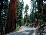 Redwood_Road,_Sequoia_National_Park.jpg
