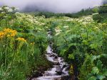 wildflowers (Orange Sneezeweed and Cow Parsnip) border a small creek in the Maroon Bells/Snowmass Wilderness in Colorado