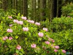 Wild rhododendrons in spring bloom, Olympic National Forest, Washington, United States