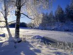 Snow covered trees, Sweden