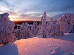 Snow-covered trees in Kuusamo, Lapland, Finland