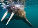 Walrus Swimming Under Surface of Water Near Tiholmane Island, Svalbard, Norway