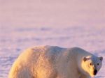 Sunset polar bear Galaxy Note 3 Wallpapers