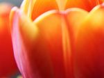 Tulips_1080x1920