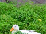 White Duck Galaxy Note 3 Wallpapers