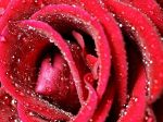 water_drops_on_red_rose-1080x1920