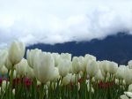 white_tulips-1080x1920
