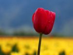 yellow_tulips_&_red-1080x1920