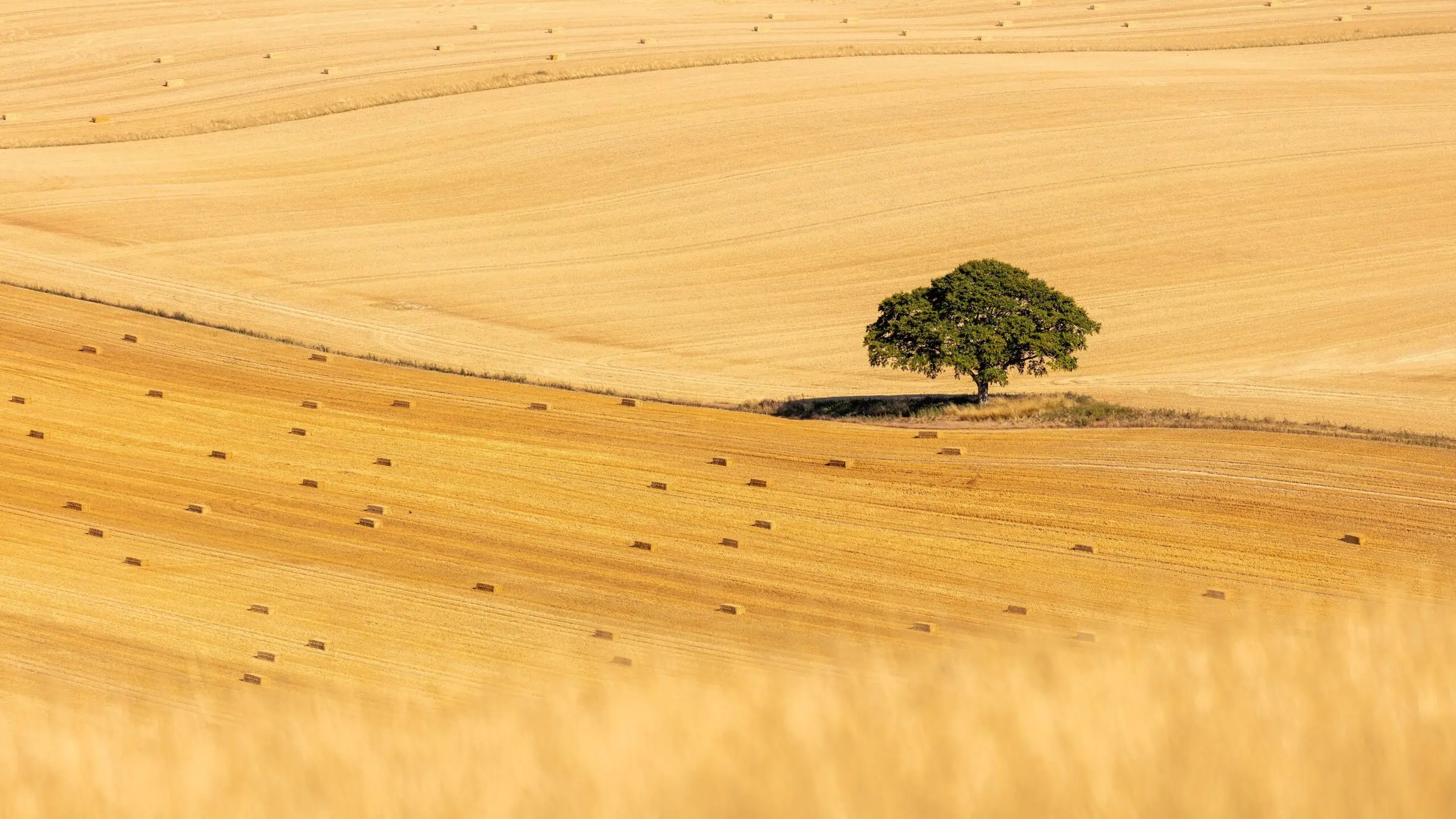 Fields of gold