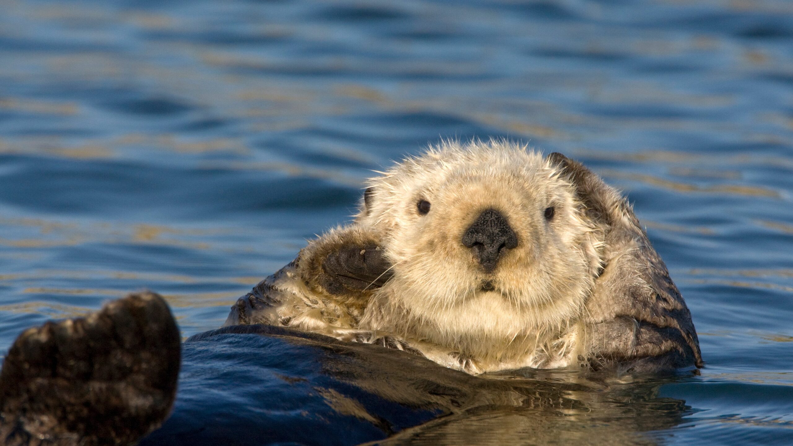 Life between fur and sea