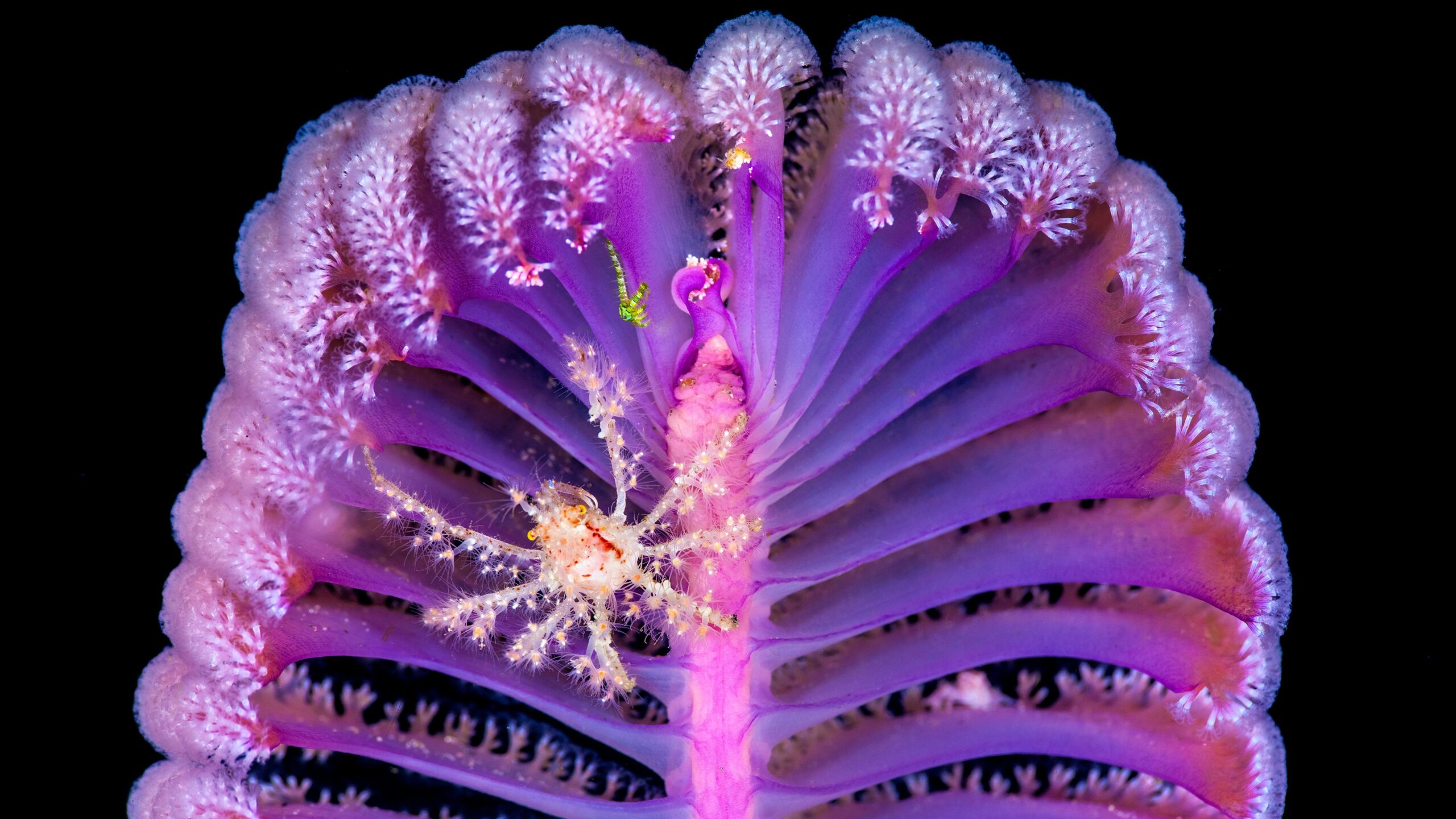 Night garden of the deep