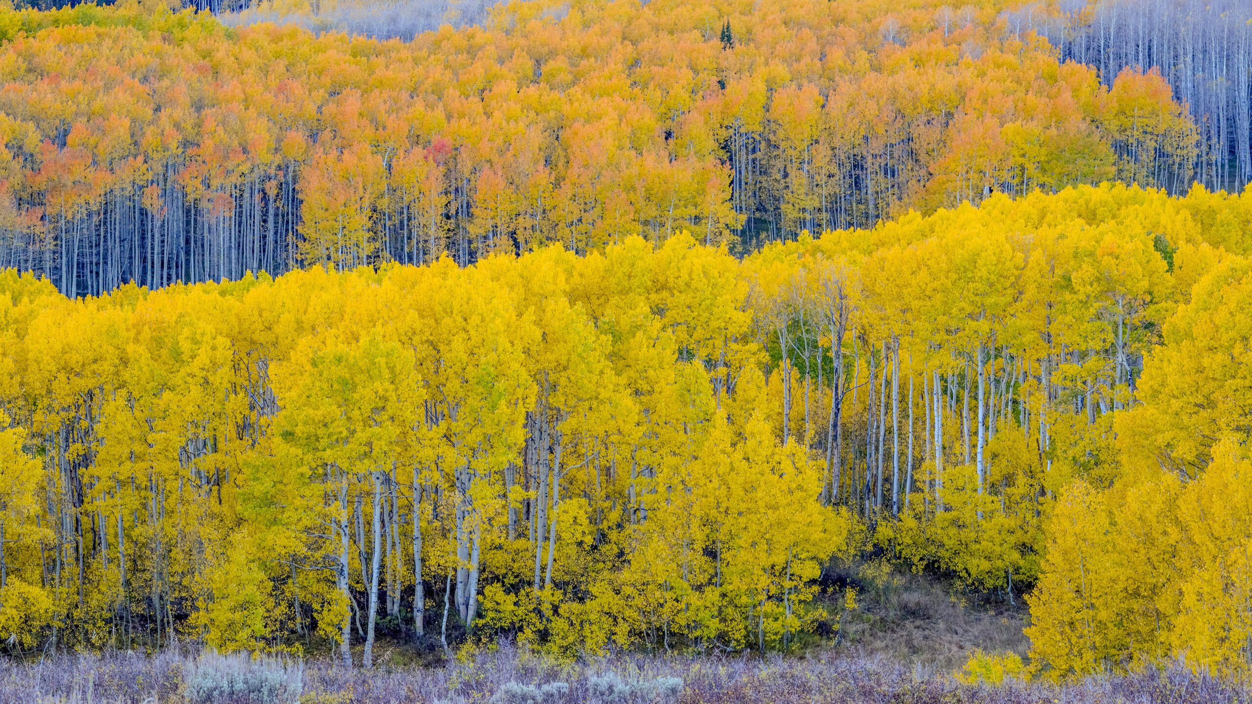 The golden season