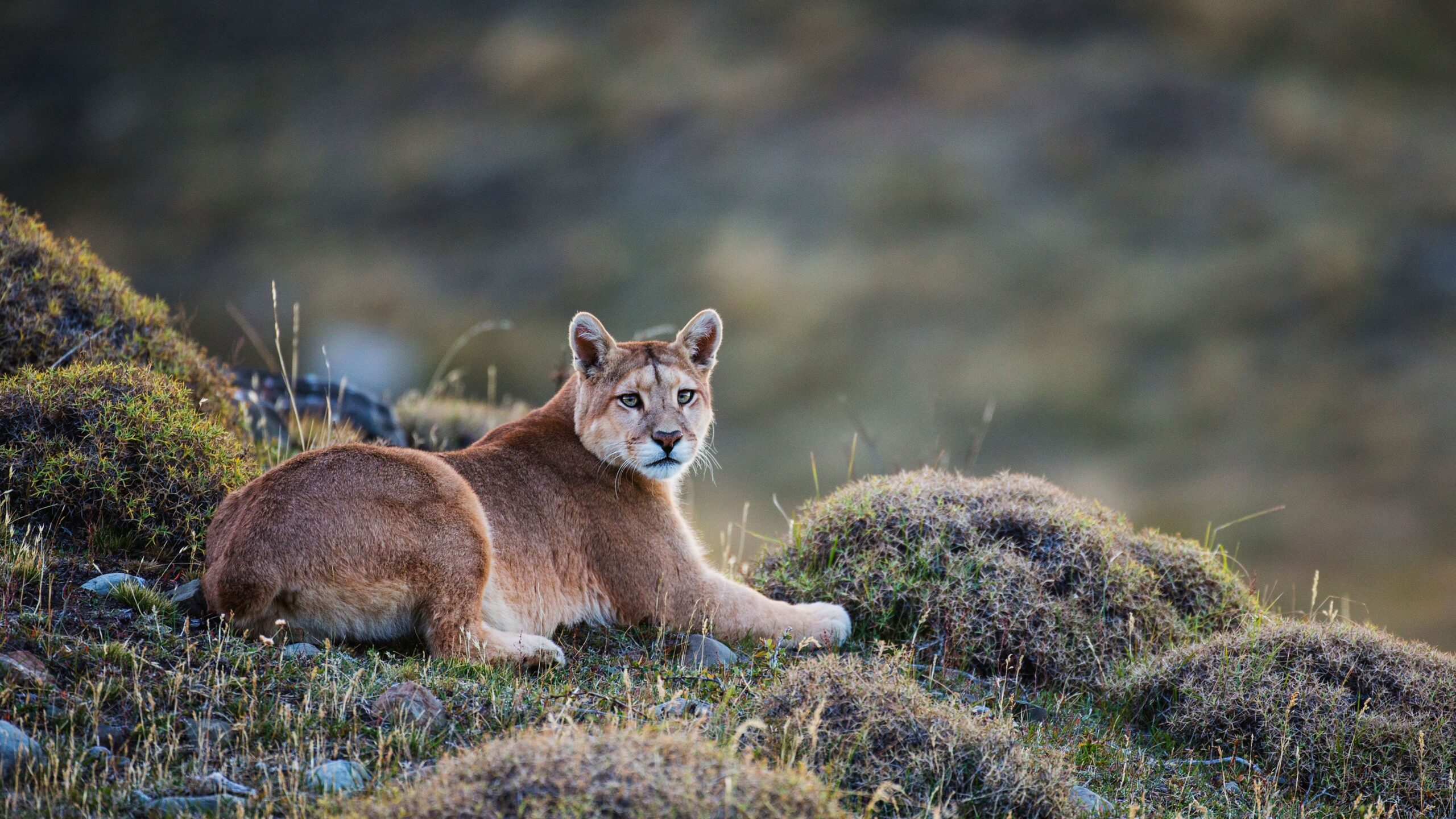 Puma in Torres del Paine National Park, Chile