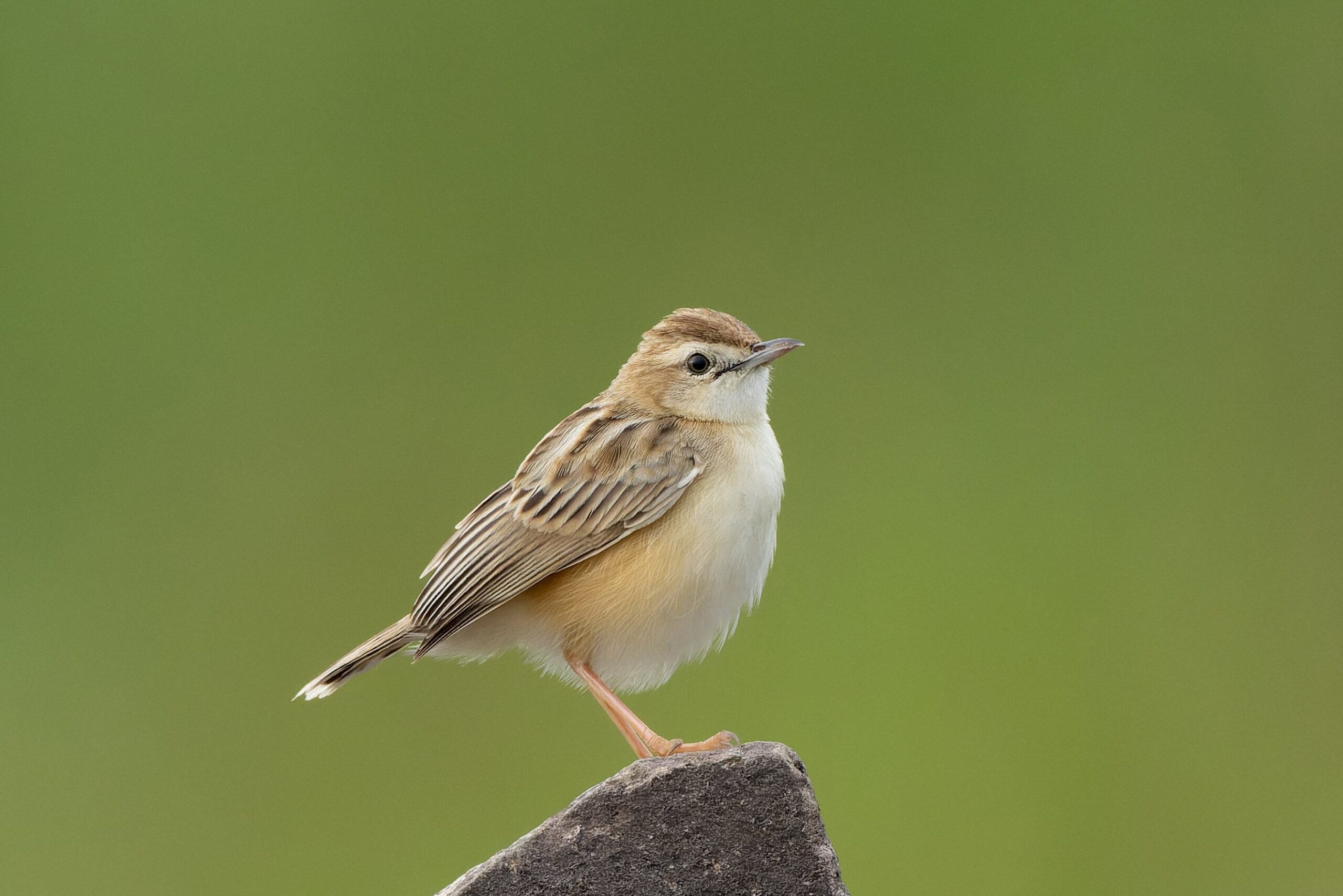 ציפור תפר חום-כיפה (Zitting Cisticola) בבהיגוואן, הודו