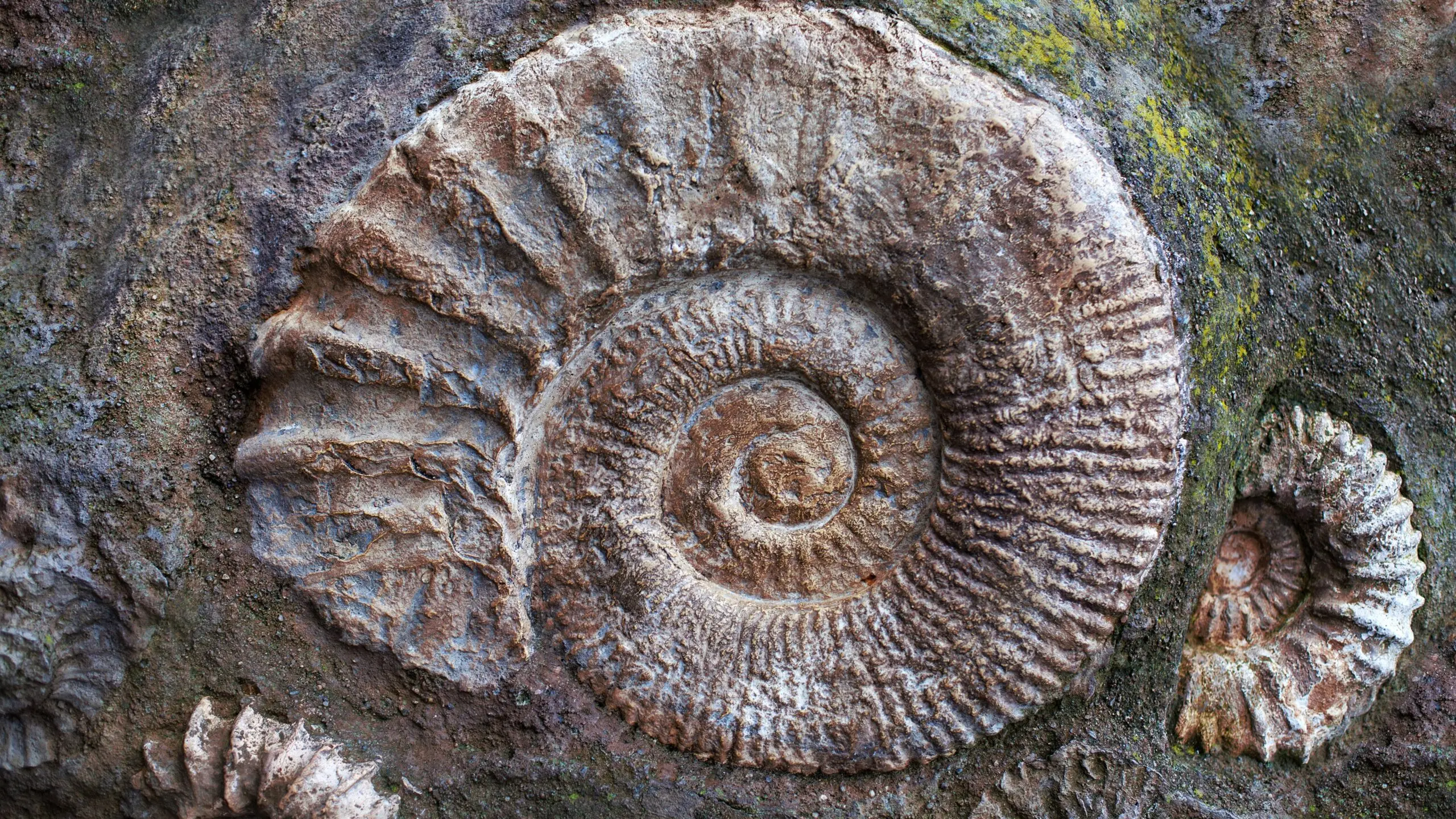 Spirals through time