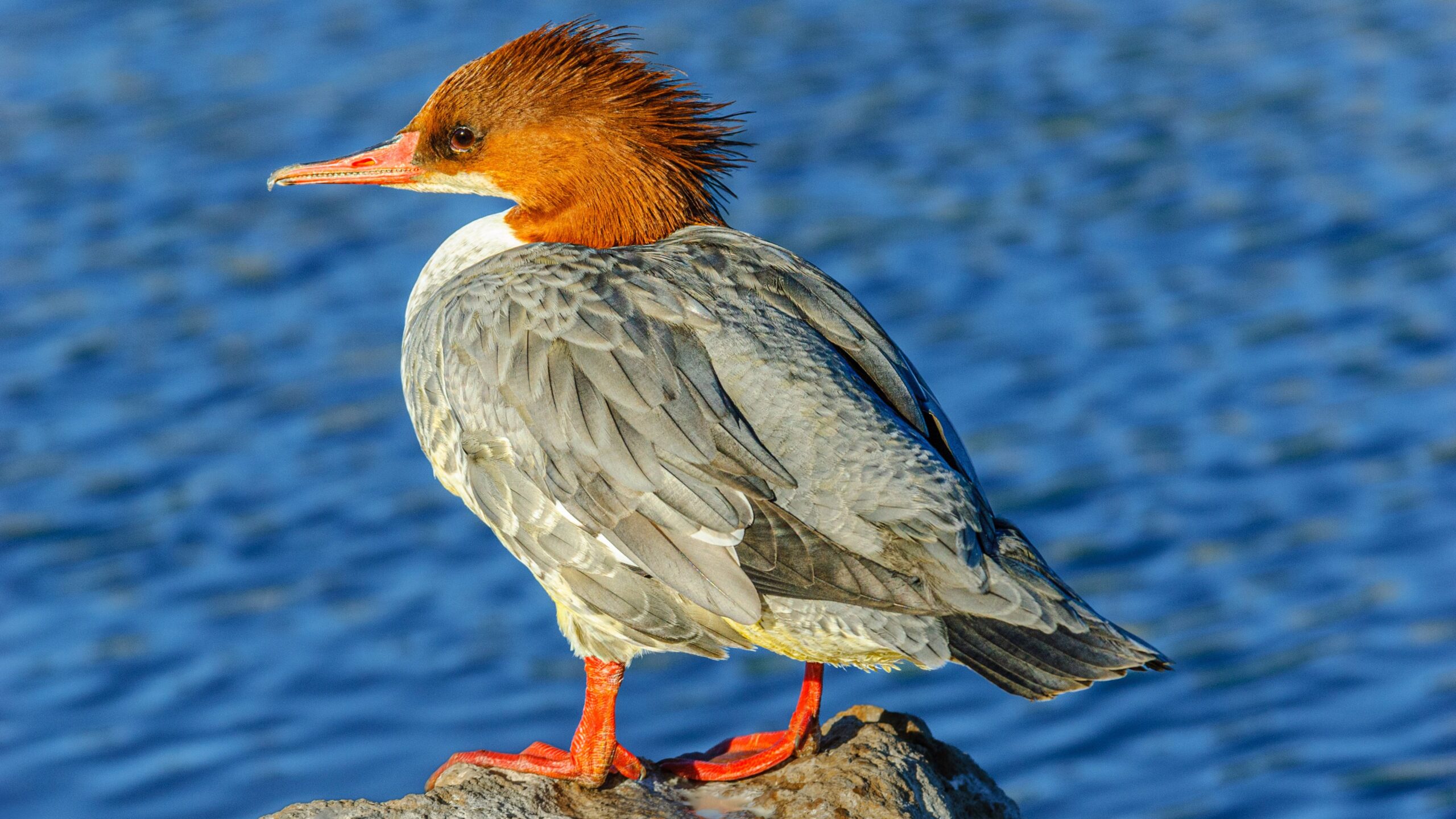 Merganser משותף