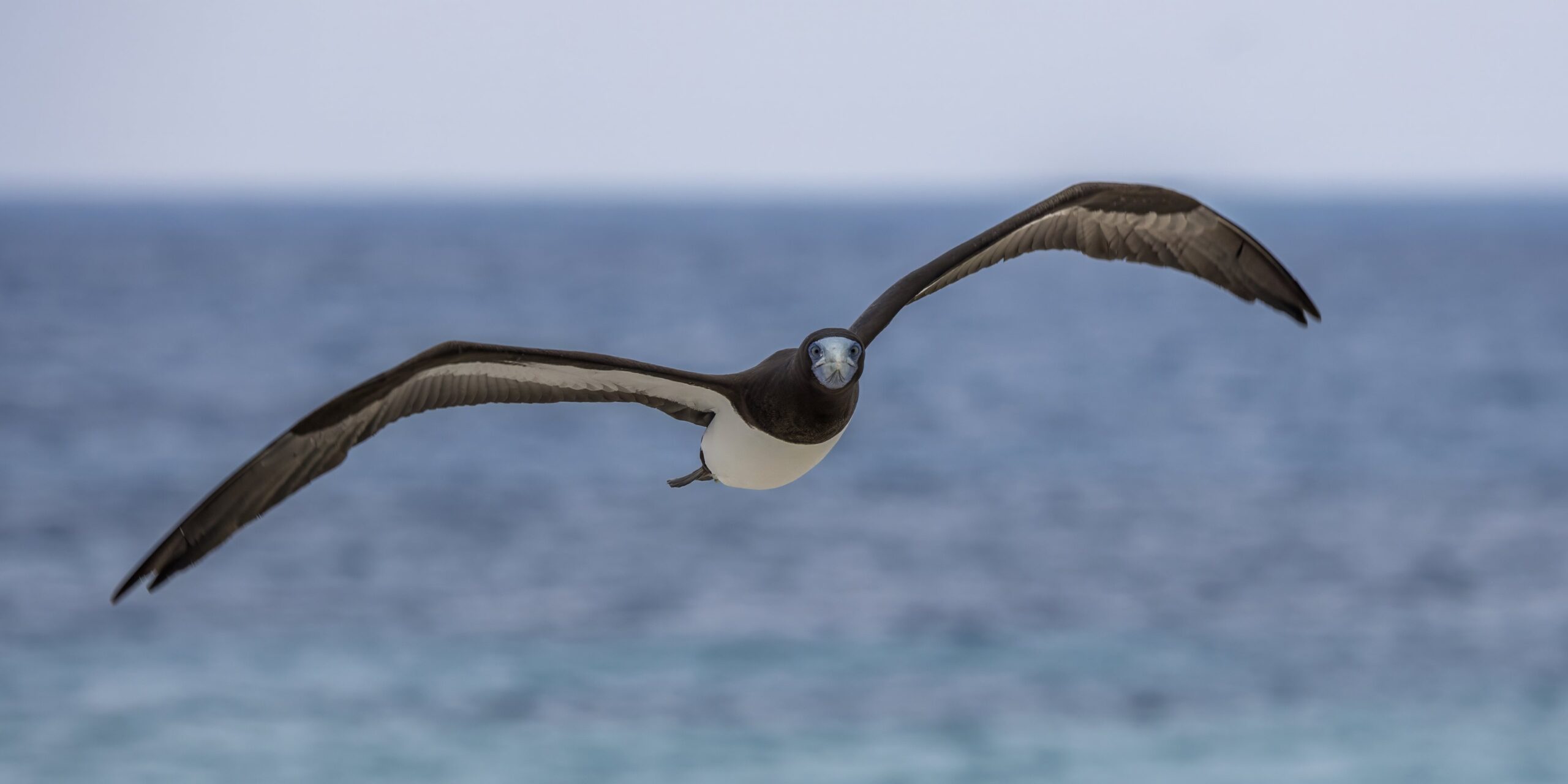 זכר חום ממולכד בטיסה Michaelmas Cay