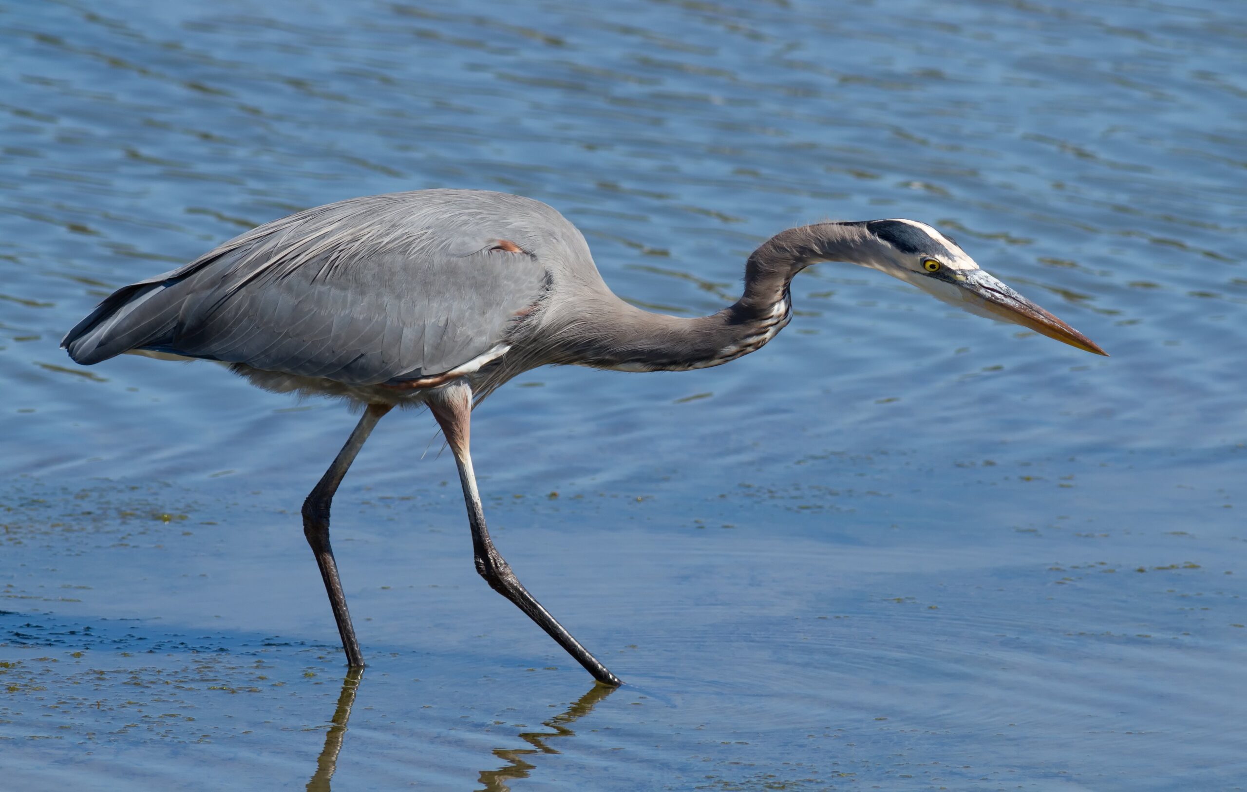 Great Blue Heron , ציד